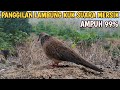 SUARA BURUNG TERKUKUR LAMBUNG KUK JERNIH COCOK UNTUK PANCINGAN