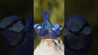 The Dazzling Beauty of the Super Fairy-Wren! 🐦✨#birdslover