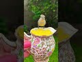 Isn't she lovely☀️💛 #shortsfeed #youtubeshorts #hummingbird #love #nature #viral #shorts #birds