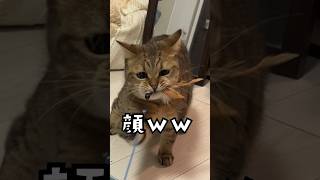 狩りの本能が目覚めてしまった猫の顔がこちらww #shorts