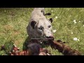 МНЕ НУЖНА ТВОЯ ОДЕЖДА far cry primal ЧАСТЬ 9