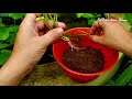 how to grow water poppy water poppy care fast flowering tips hydrocleys nymphoides