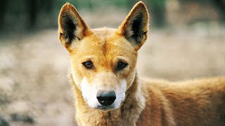 The Dingo Australia S Most Misunderstood Predator