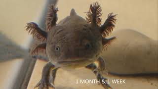 AXOLOTL AMAZING REGENERATION