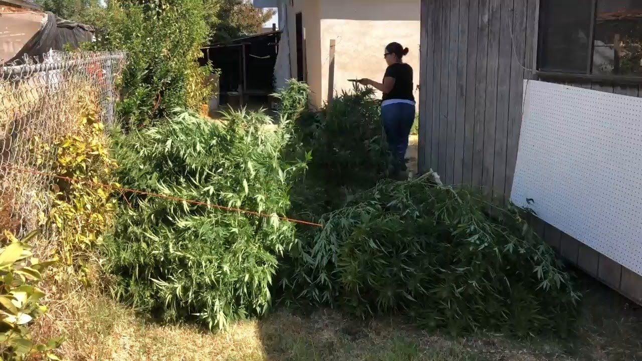 Sheriff's Deputies Destroy 1,000 Illegal Marijuana Plants In South ...