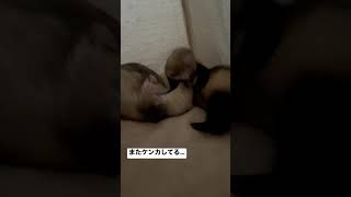 モーニングルーティンになりつつある毎朝恒例のケンカ