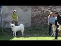 akita inu open class competition at xxxi international dog show in opole.