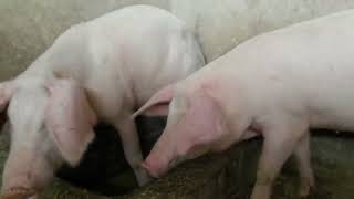 See Good age for  pigs to breeding if you need many piglets. https://youtu.be/VyQG9OVyQJE