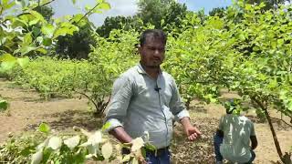 কুল চাষ পদ্ধতি | বর্ষাকালে কুলের পরিচর্যা | কয়টা ডাল রাখা যাবে | কি কি সার দিতে হবে