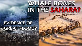 Physical Proof of the Great Flood? (Noah's flood - whales bones in the Sahara, stretch marks?)