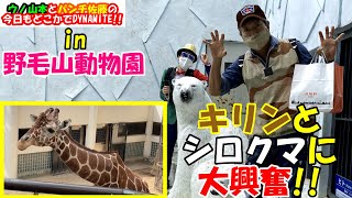 【野毛山動物園】キリンとしろくまの家にパンチさんとウノも驚き！！今回はたくさんの動物達が登場します！！@dynamite7118