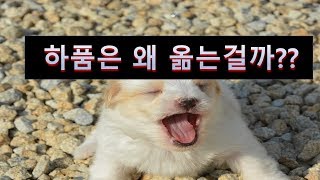 하품이 전염되는 이유 / 하품하는 이유 /하품은왜