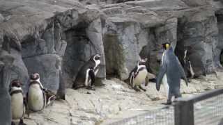 フンボルトペンギンに怒られたキングペンギン