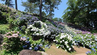 小田原城の花菖蒲とあじさい　2021年6月