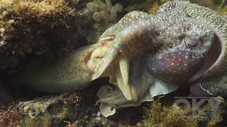 Giant Australian Cuttlefish