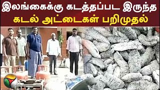 இலங்கைக்கு கடத்தப்பட இருந்த கடல் அட்டைகள் பறிமுதல்