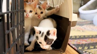 kittens moving into a new house