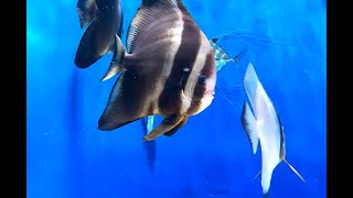 ツバメウオ　Batfish,Tiera batfish　Platax teira