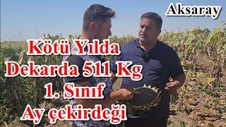 Çerezlik Ayçiçeği Gübreleme - Aksaray