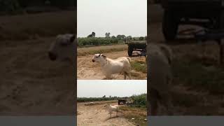 Beautiful barbari goat barbari goat farm rajasthan barbari goat farm mathura