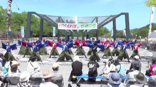 原種～seed～さん「 seed 返り咲き 」　 YOSAKOI in 空港公園2015