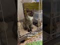 🐈‍⬛トライアル8日目 お返事してるのか？嬉しくてしつこすぎる主。 困り顔の保護猫　 グレーな子猫