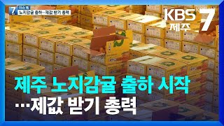 [이슈톡] 제주 노지감귤 출하 시작…제값 받기 총력 / KBS  2022.10.05.