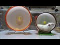 【ハムスター】大きい回し車をプレゼント！mawashi car present big to a hamster