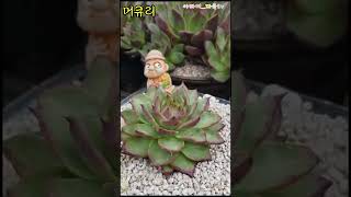 #명품창 1도 안부러운 저의 찐사랑 #1세대환엽머큐리 아가도 #명품 #shorts