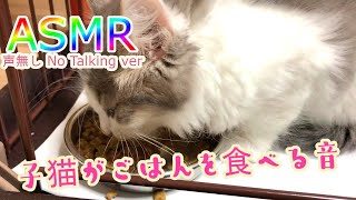 【ASMR】可愛い天使の子猫がふやけたごはんを食べる音で癒されよう！Cat eating!（声無し：No Talking ver）