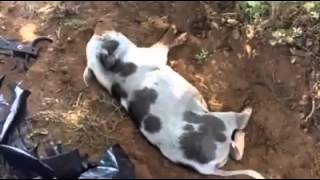 Pig Enrichment: Rooting
