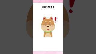 犬に関する雑学3選 #犬 #雑学 #癒し #shorts