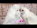 ジャンボセキセイインコの小雪とモモの男子同士のイチャイチャ♡