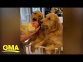 Video of golden retrievers meeting new baby brother goes viral on TikTok I GMA