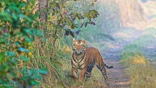 Heart Pounding Tiger Encounters at Pilibhit Tiger Reserve - Part 2