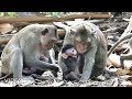 mom checking and cleaning her new born baby monkey before feeding milk.