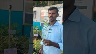 பழச் செடிகள் 7 ரூபாய் 🌱/ கொய்யா மரம்