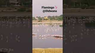 Flamingo 🦩 in Didwana Nagaur Rajasthan Lake View Desert Thar 🤩