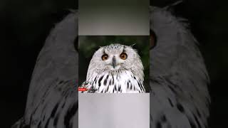 Glanced and turned #shorts #feedshorts #owls #animals #natgeo #zoo #birds #eagles #monster #netflix
