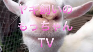 (宮古島)やぎ飼いのもっちゃんTV  最近の白やぎさん編