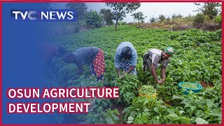 Osun government commences distribution of seedlings, others