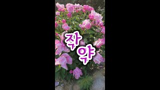 작약 함박꽃 진짜이쁜꽃 #shorts #괴산농부유튜브공부방 #작약 #함박꽃