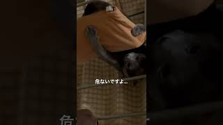 【ロシアンブルー】めろん、キャットタワーで私を起こす【猫】#Shorts