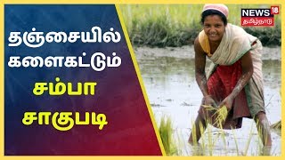 தஞ்சையில் களைகட்டும் சம்பா சாகுபடி  | Thanjavur , Farmers