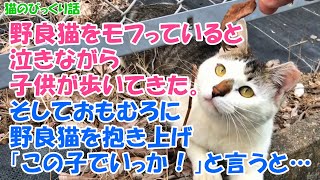 164【猫のびっくり話】野良猫をモフっていると、泣きながら子供が歩いてきた。そしておもむろに野良猫を抱き上げ「この子でいっか！」と言うと・・・