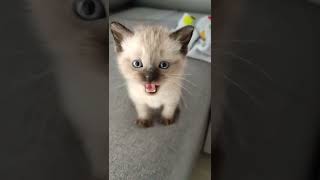 💚 hermoso gatito maullando muy tierno #short