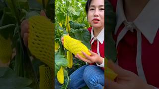 Amazing Cucumber Harvest | Cucumber Garden With Rural Farmer #youtubeshorts #shorts #agriculture