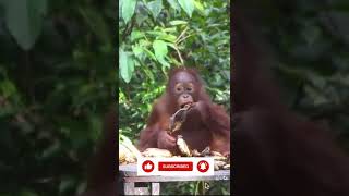 Wow Baby Orangutan eating A Lot Of Banana.