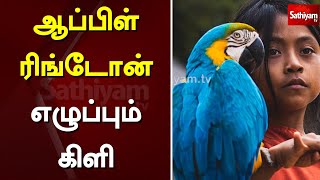 ஆப்பிள் ரிங்டோன் எழுப்பும் கிளி | Web special | Apple | SathiyamTv