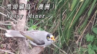 黑头矿鸟 (澳洲);   Noisy Miner